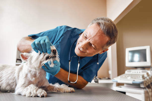 Best Dental Abscess Treatment in Holland, TX